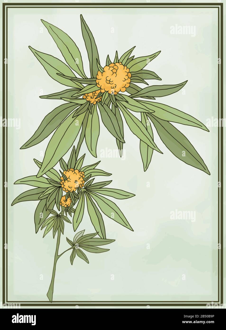 Antike botanische Illustration der Cannabis Sativa-Pflanze. Vektorgrafiken, die für große Poster skalierbar sind. Text beschreibt die Blühstufen der Pflanze. Stock Vektor