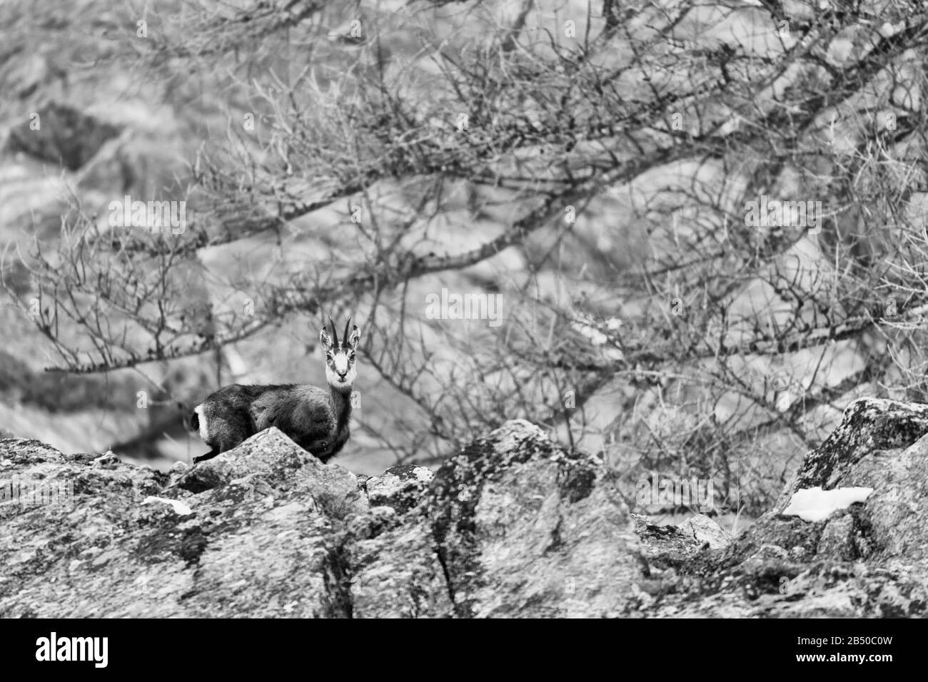 Isolierte Chamois im Alpengebirge (Rupicapra rupicapra) Stockfoto