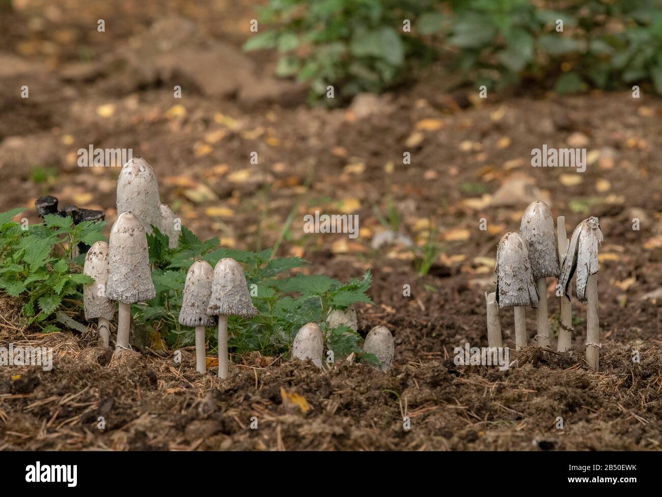 Shaggy Ink Caps, Coprinus comatus Group im Wald. Stockfoto