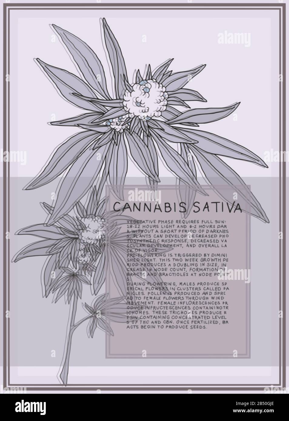 Antike botanische Illustration der Cannabis Sativa-Pflanze. Vektorgrafiken, die für große Poster skalierbar sind. Text beschreibt die Blühstufen der Pflanze. Stock Vektor