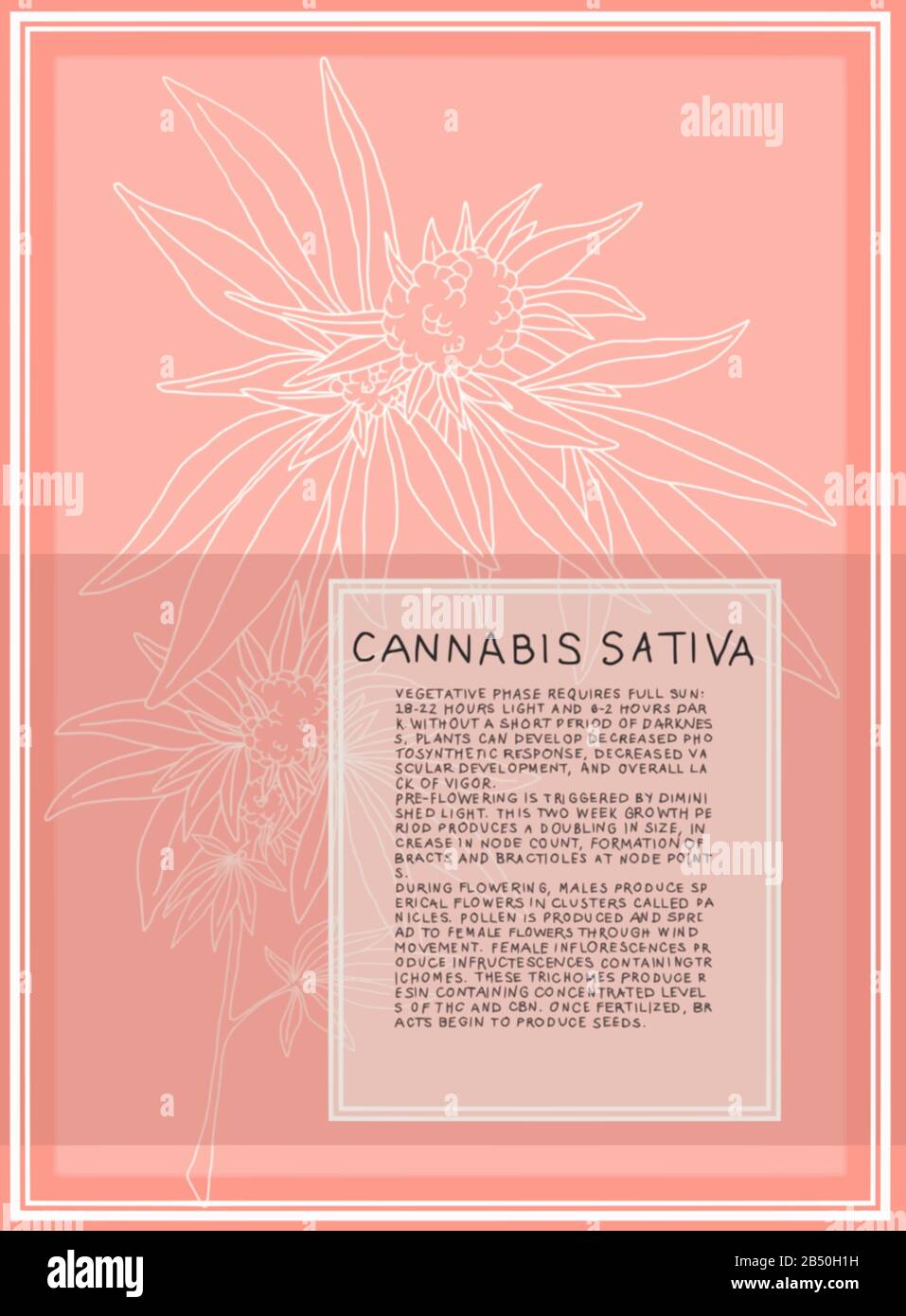 Antike botanische Illustration der Cannabis Sativa-Pflanze. Vektorgrafiken, die für große Poster skalierbar sind. Text beschreibt die Blühstufen der Pflanze. Stock Vektor