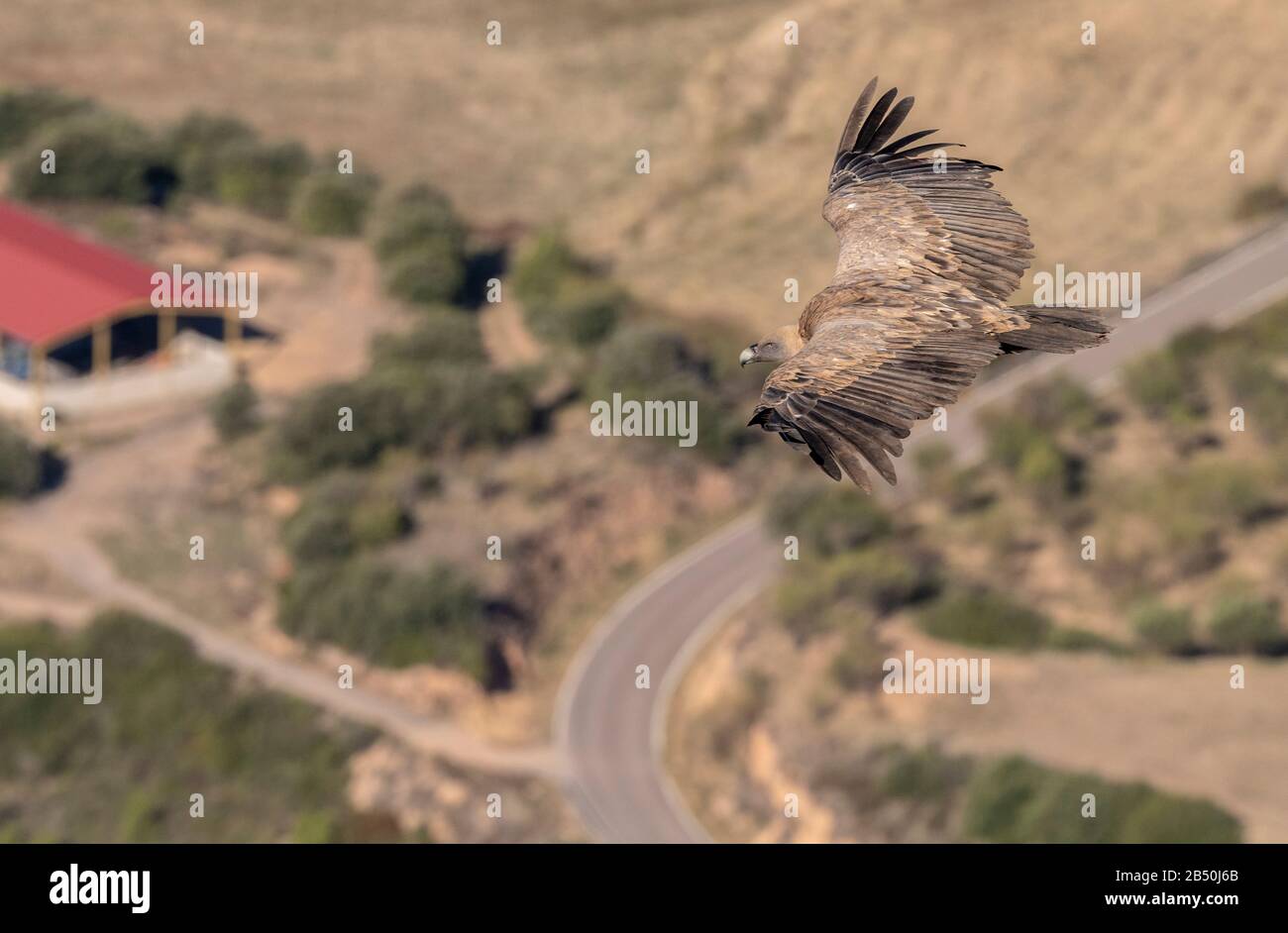 Griffon Geier, Gyps fulvus, im Herbst im Flug, spanische Pyrenäen. Stockfoto