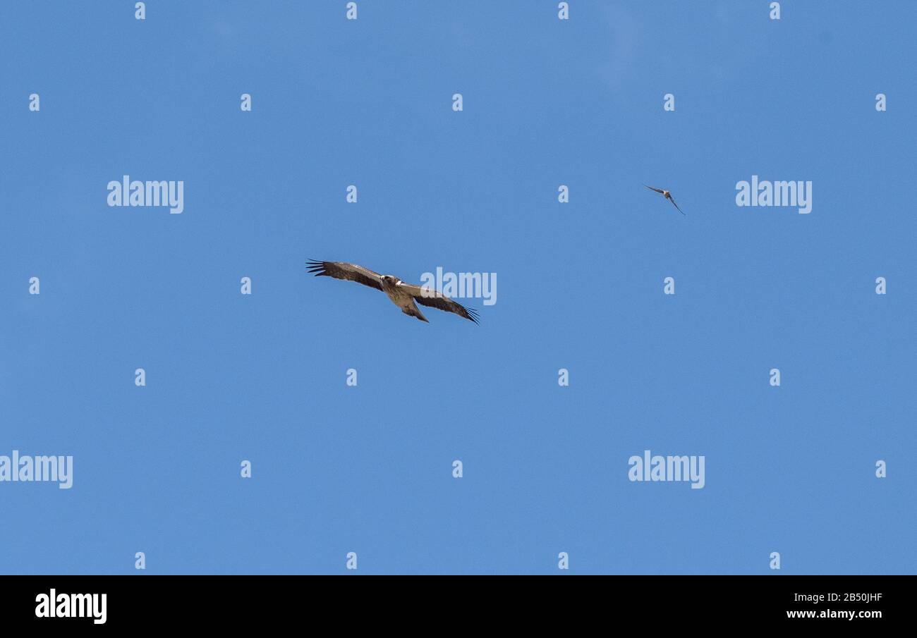 Bonellis Adler, Aquila fasciata, im Herbst mit einem Crag Martin im Flug gegen einen blauen Himmel, Nordspanien. Stockfoto