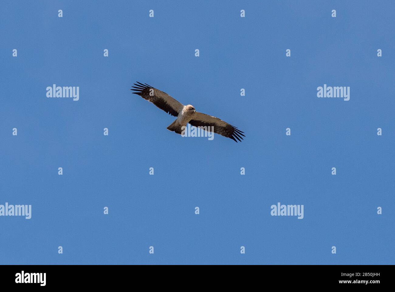 Bonellis Adler, Aquila fasciata, im Herbst im Flug gegen einen blauen Himmel, Nordspanien. Stockfoto