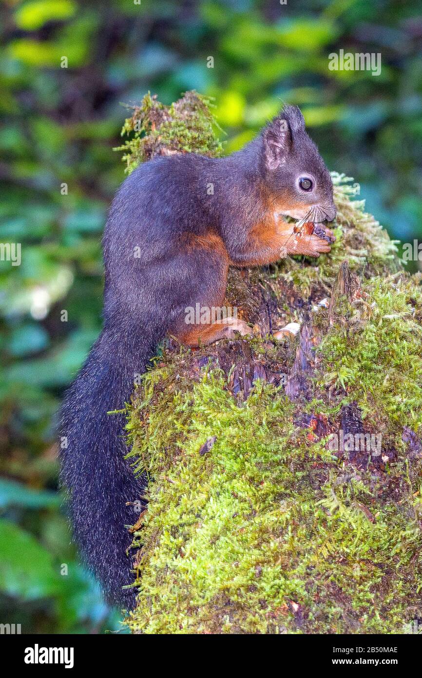 Eichhörnchen (Sciurus vulgaris) Red Squirrel • Allgäuer; Bayern, Bayern, Deutschland, Deutschland Stockfoto