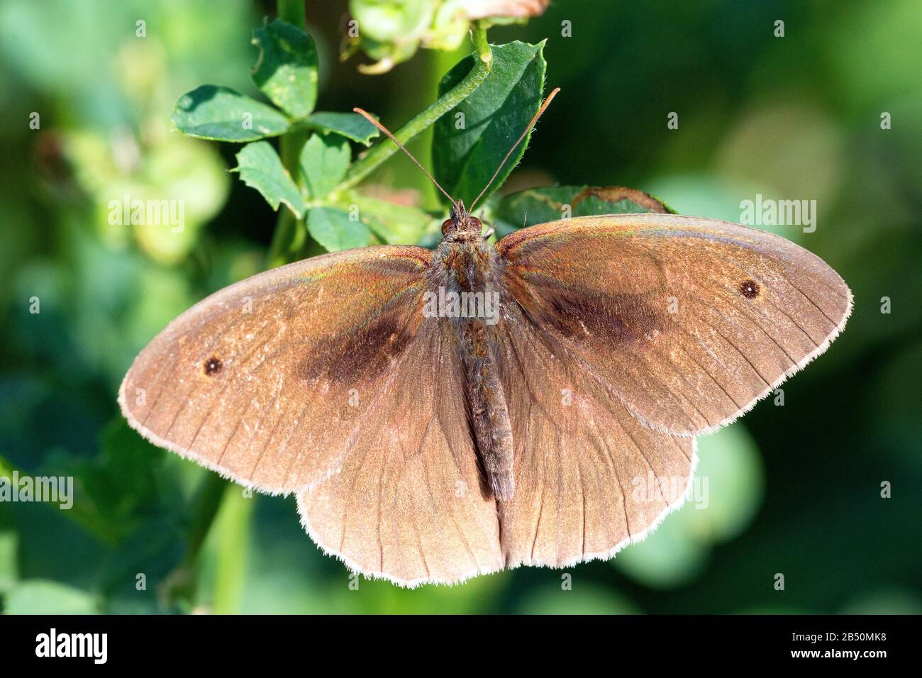 Großes Ochsenauge (Maniola jurtina) Wiese braun • Baden-Württemberg, Deutschland Stockfoto