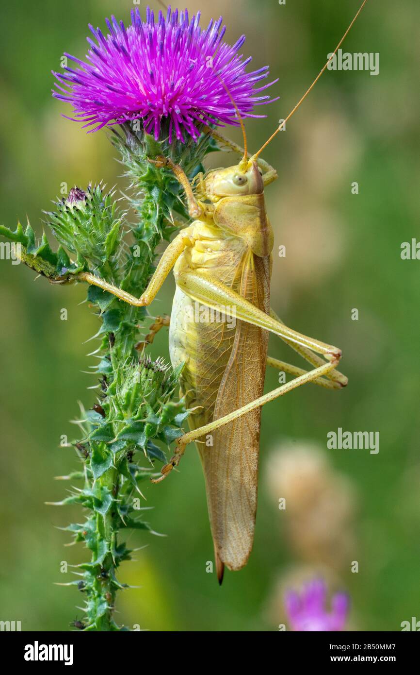 Grünes Heupferd (Tettigonia viridissima) großes grünes Busch-Kricket • Baden-Württemberg, Deutschland Stockfoto