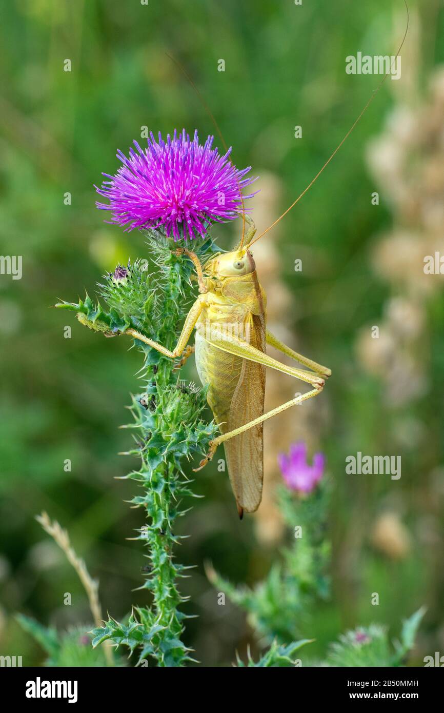 Grünes Heupferd (Tettigonia viridissima) großes grünes Busch-Kricket • Baden-Württemberg, Deutschland Stockfoto