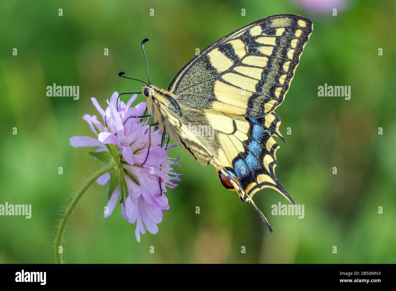 Schwalbenschwanz (Papilio machaon) Schwalbenschwanz • Baden-Württemberg, Deutschland Stockfoto