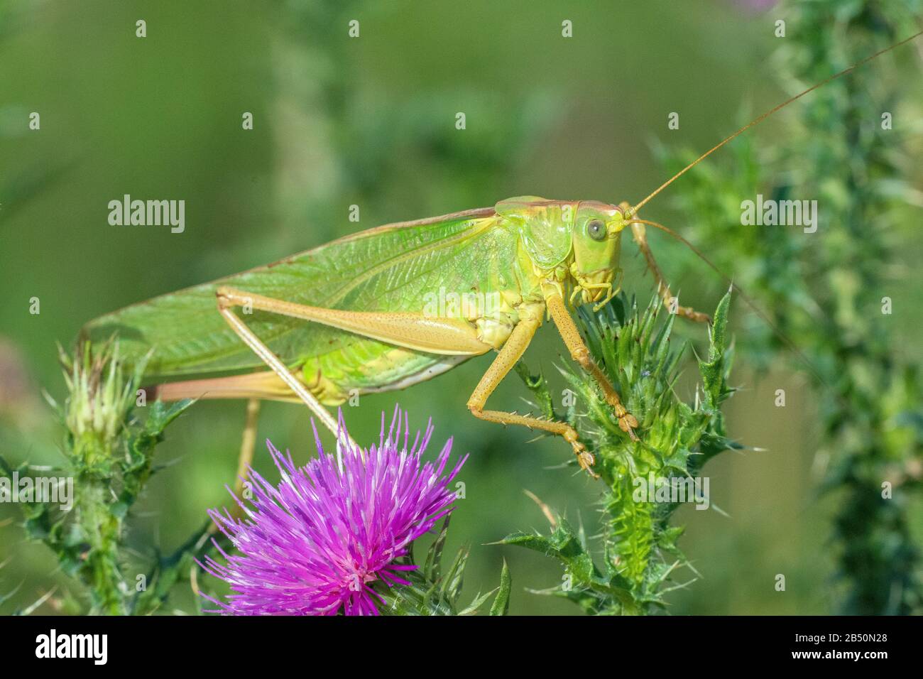 Grünes Heupferd (Tettigonia viridissima) großes grünes Busch-Kricket • Baden-Württemberg, Deutschland Stockfoto