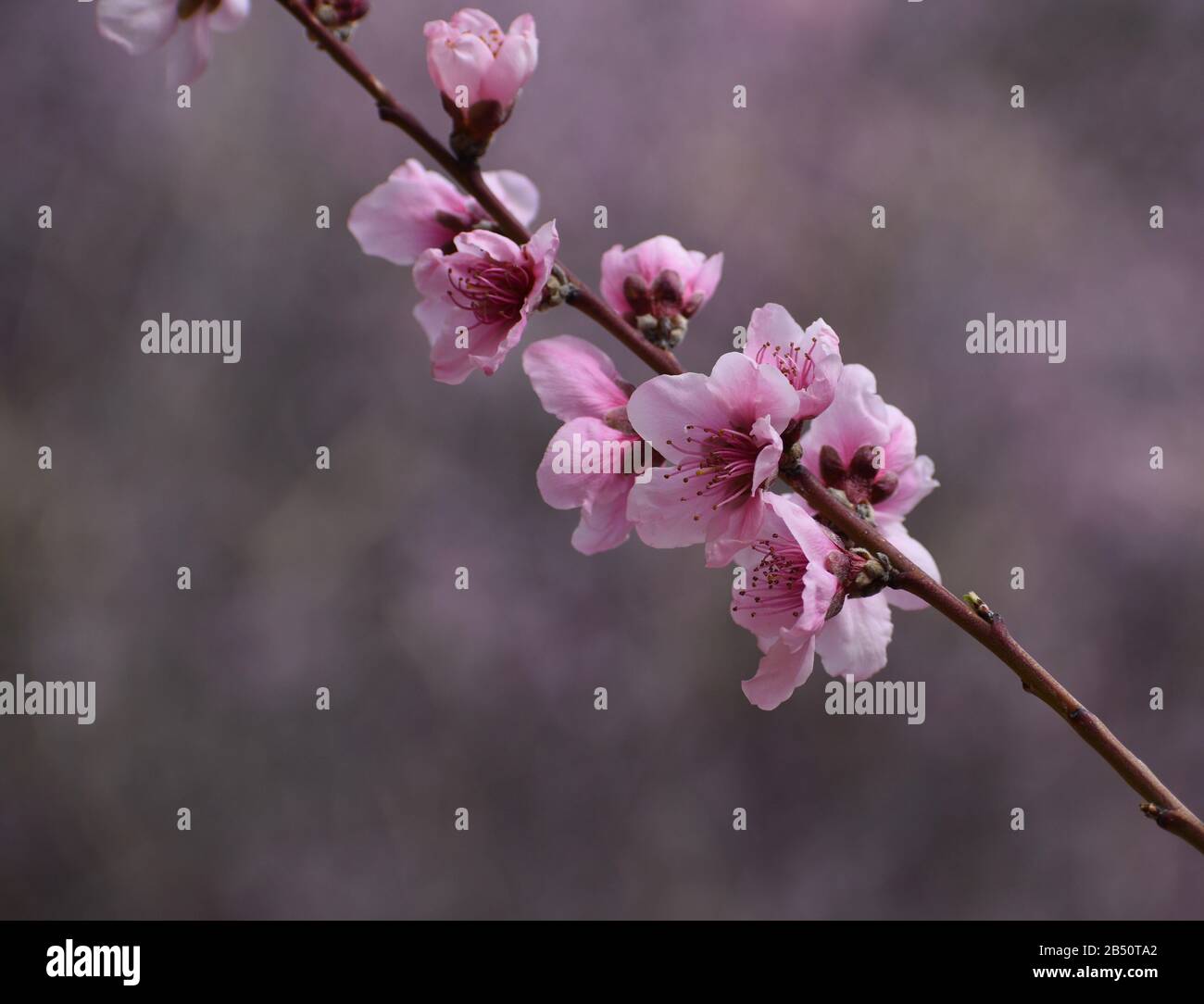 Pfirsichblüten Anfang März, Arizona Stockfoto