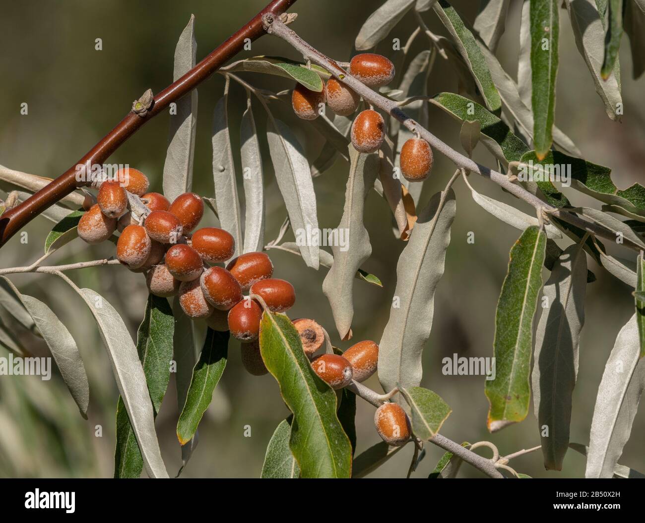 Oleaster, Elaeagnus angustifolia, in Frucht im Herbst. Stockfoto