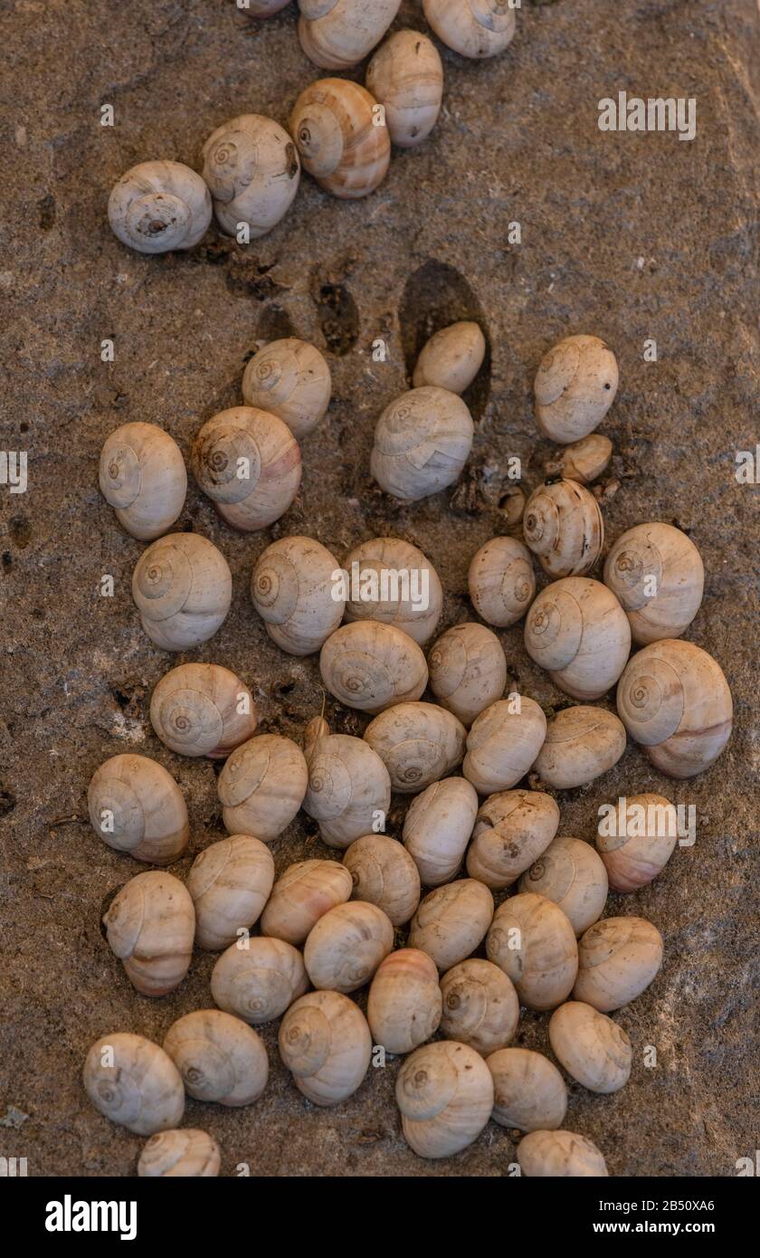 Weiße Gartenschnecken, Theba pisana, die im trockenen Spätsommer im Schatten aestivieren. Spanien. Stockfoto