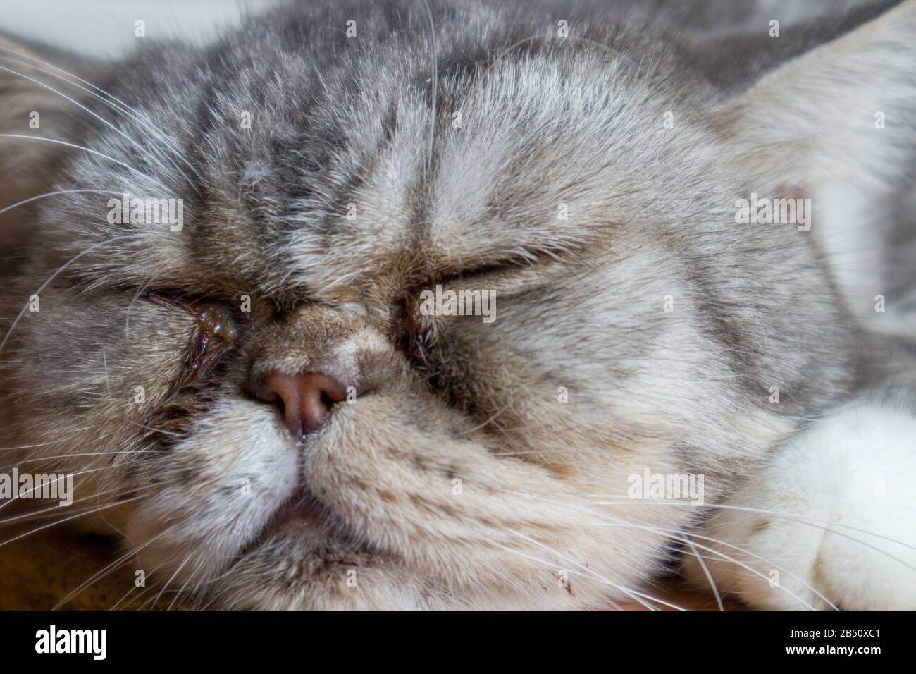 Katzen-Tiefschlaf so niedlich. Hochformat, Hintergrund, Nahaufnahme. Stockfoto