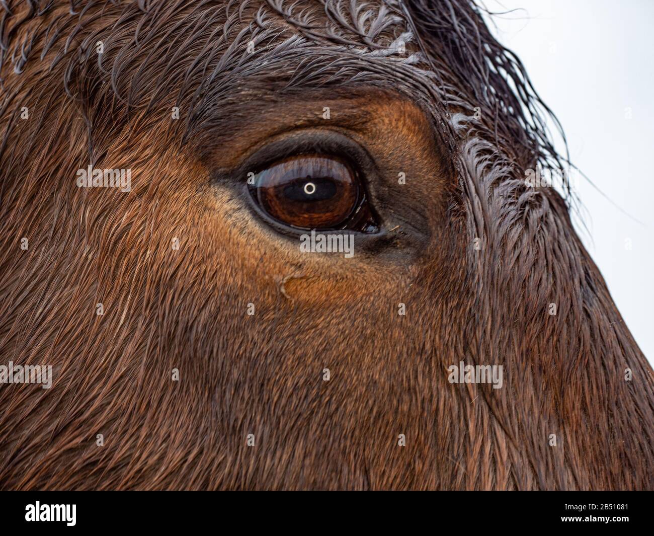 Bernsteinfarbenes Pferdeauge mit langen nassen Hengstausschlägen Stockfoto