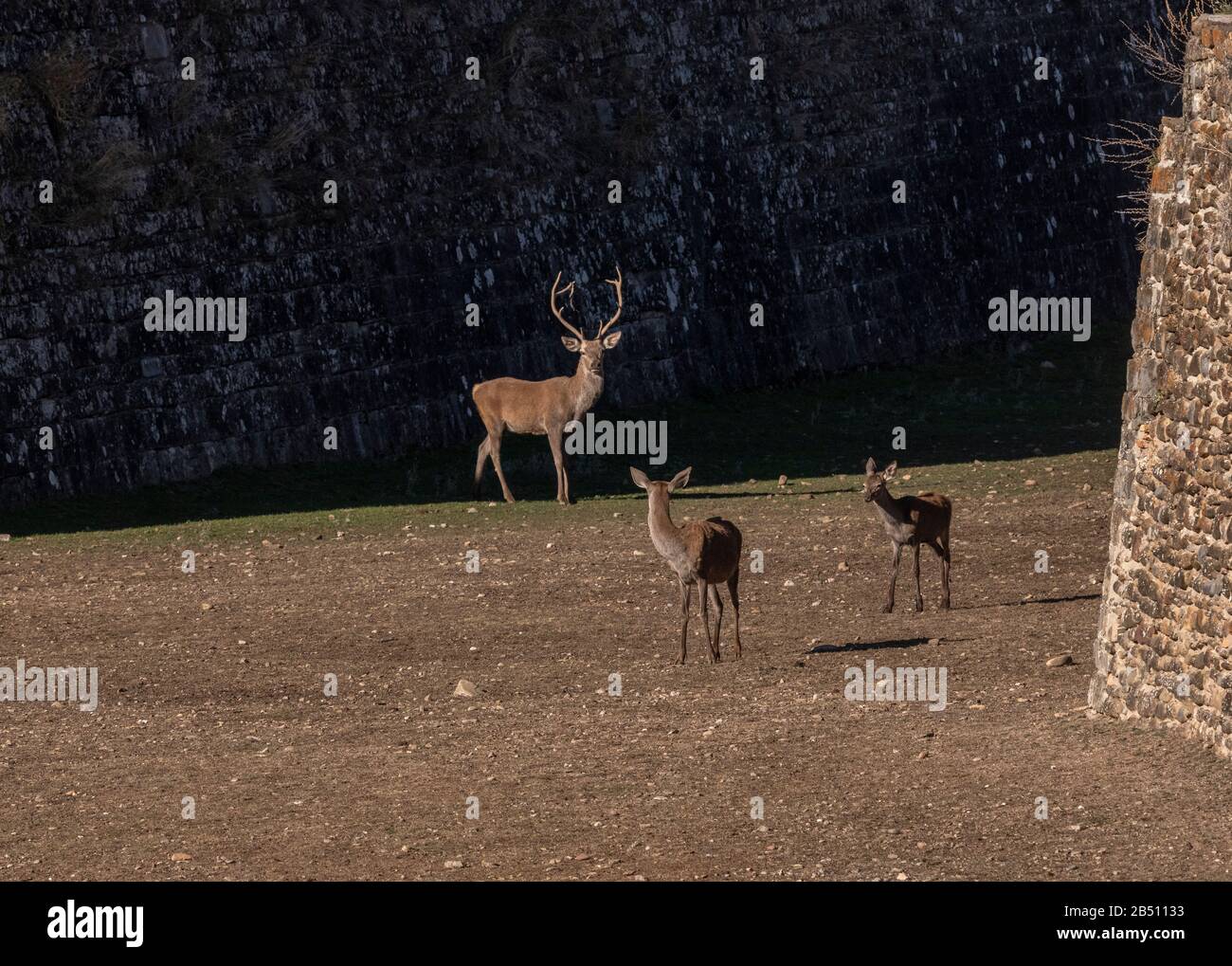 Red Deer, Cervus elaphus im Wassergraben bei der Festung Jaca, Aragon, Spanien. Stockfoto