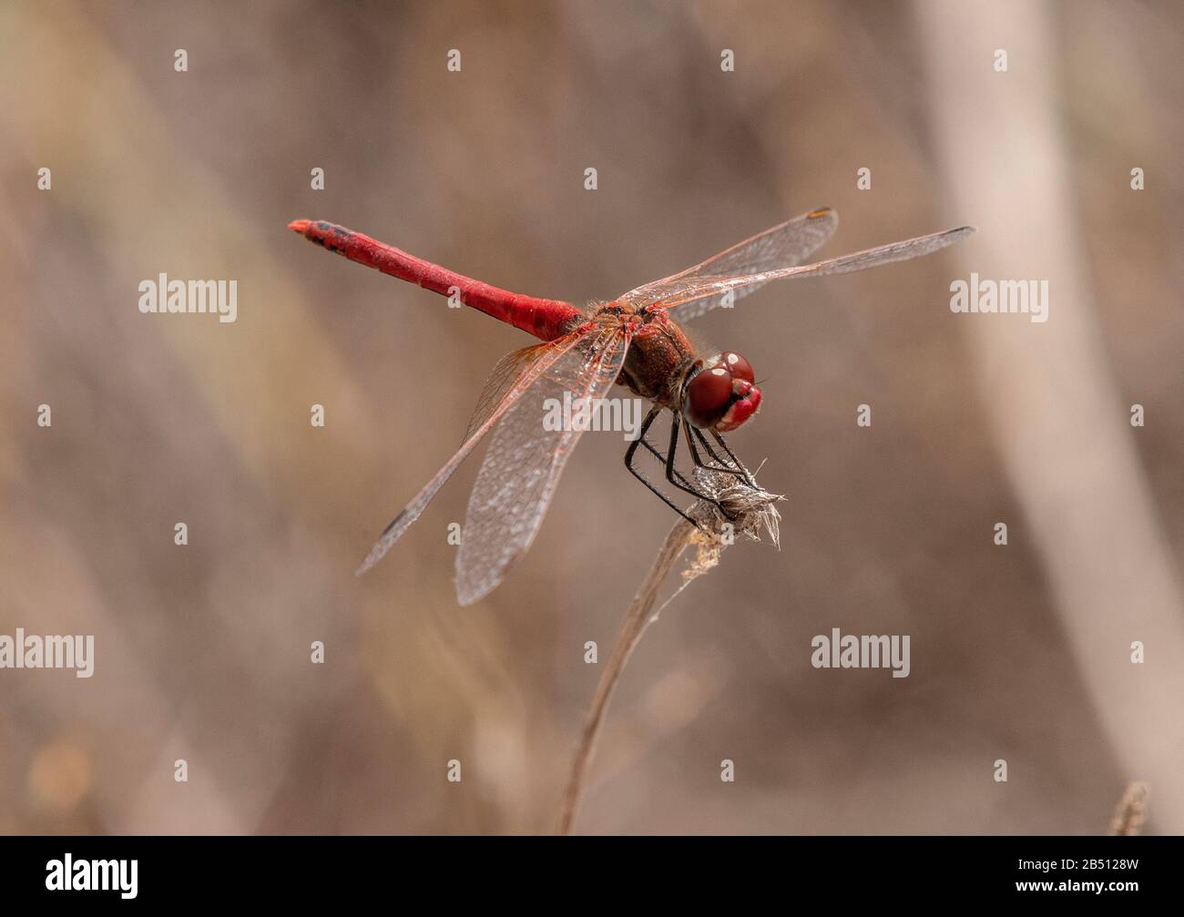 Roter Darthals, Sympetrum fonscolombii, männlich, in der Sonne, im Spätsommer. Stockfoto
