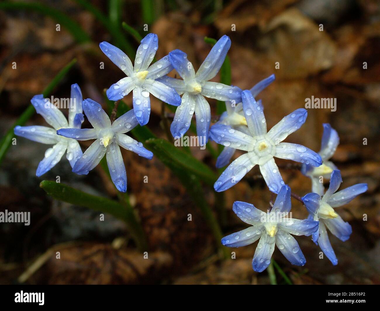Garten der sterne Fotos und Bildmaterial in hoher Auflösung Alamy