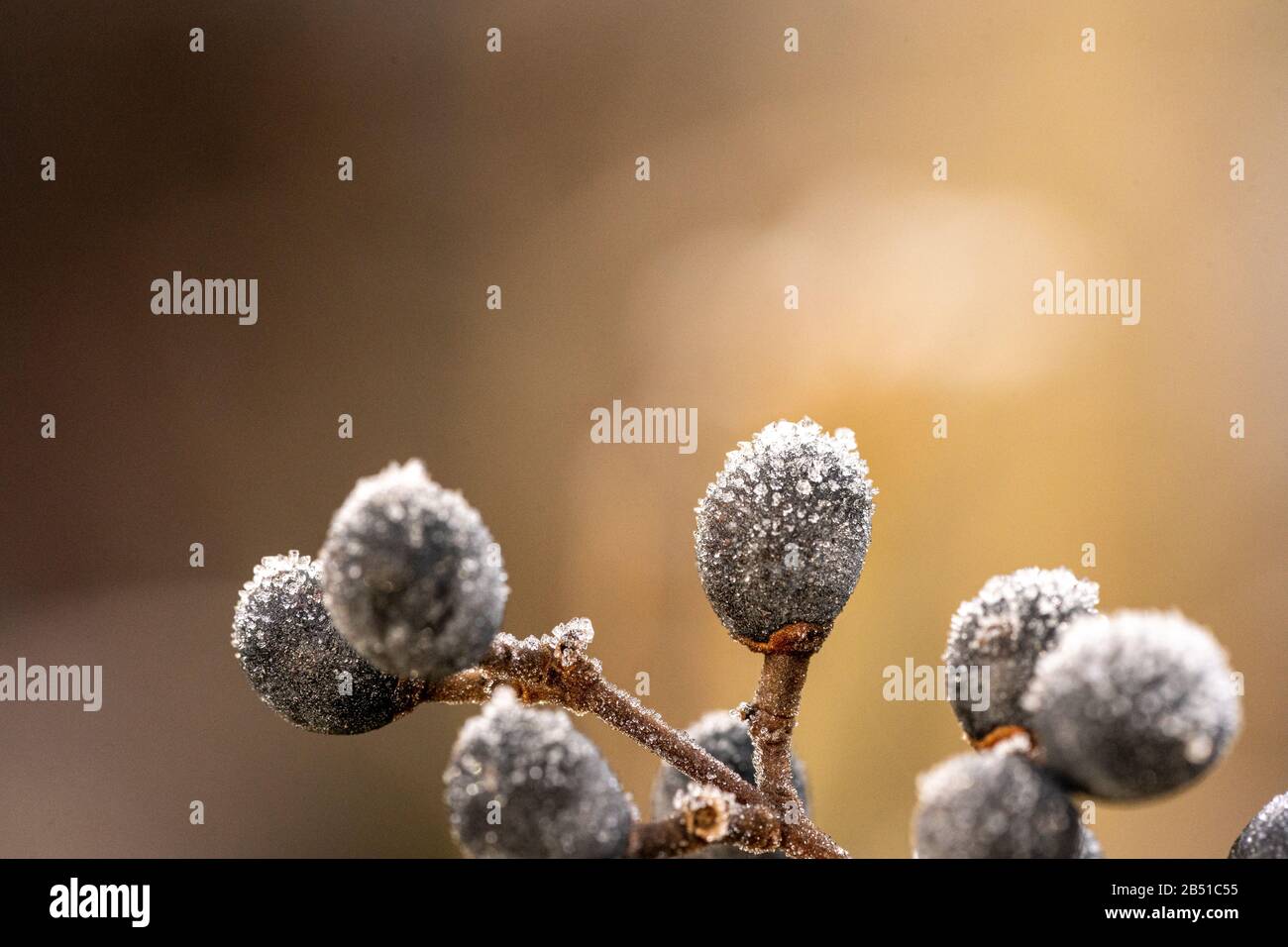 Makro Nahaufnahme gefrorener Beeren in der Winterzeit mit Leerzeichen für Text Stockfoto