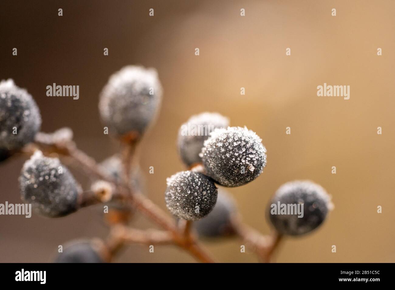 Makro Nahaufnahme gefrorener Beeren in der Winterzeit mit Leerzeichen für Text Stockfoto