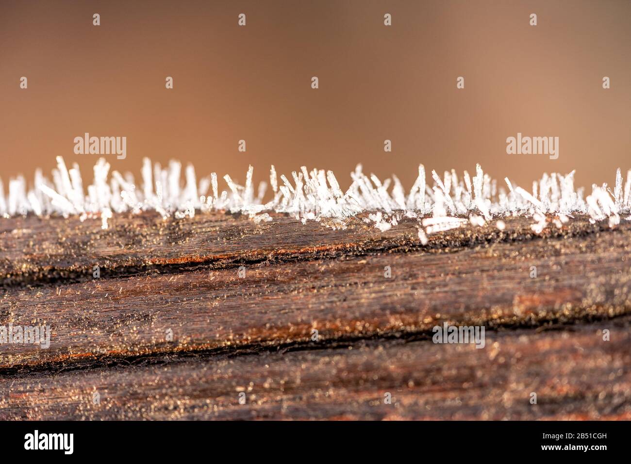 Kristalleis auf Holz und Pflanzen im Winter Stockfoto