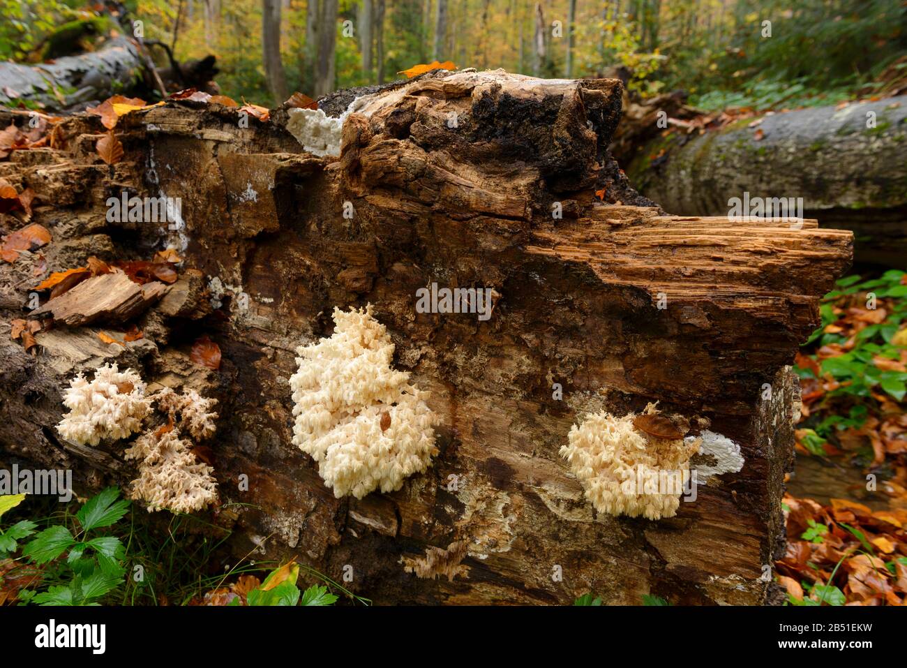 Seltener Baumpilz (Hericium coralloides) wächst auf Totholz im UNESCO-geschützten Primärwald Stuzica in der Slowakei. Stockfoto