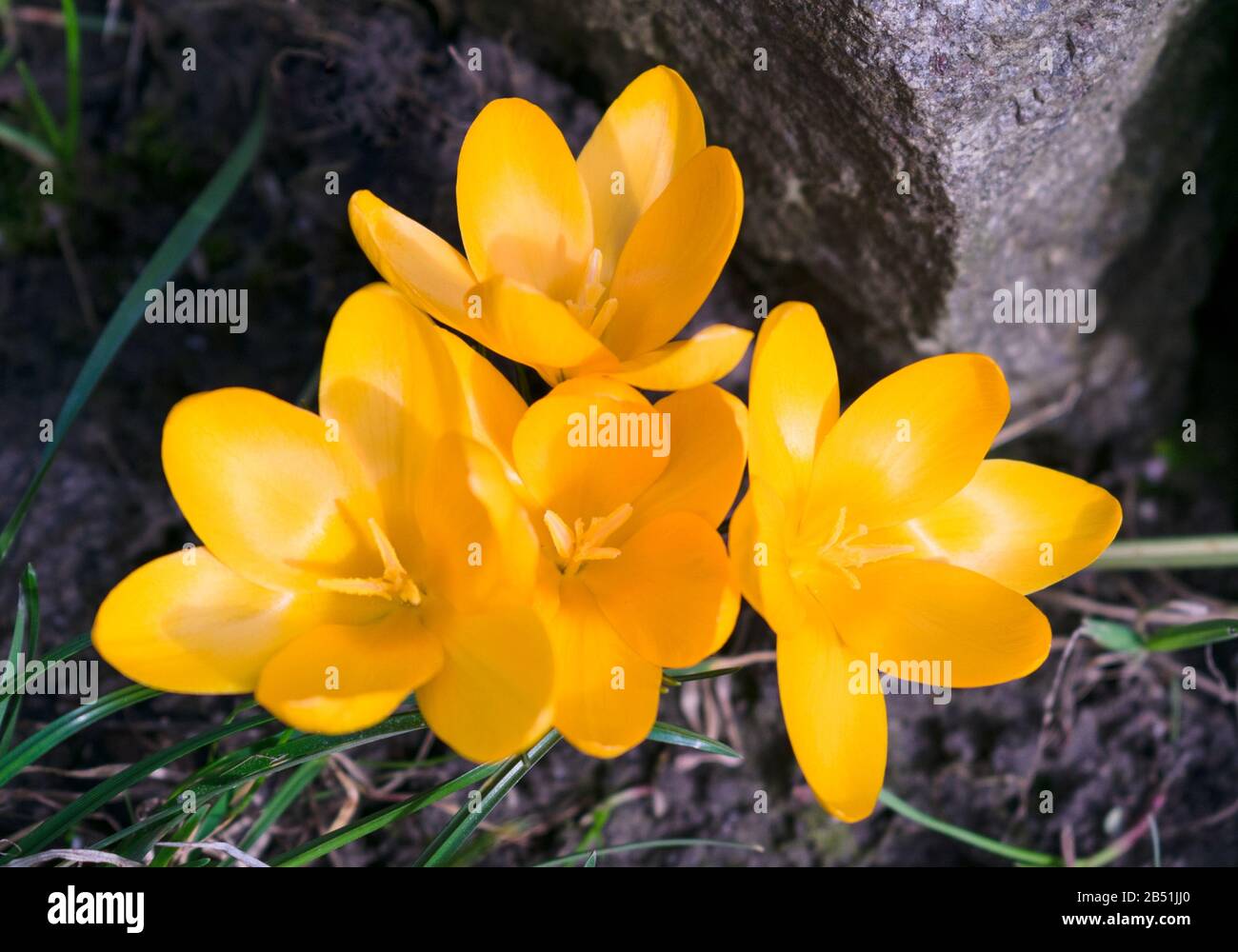 Im Garten blühen gelbe Krokusse. Nahaufnahme. Stockfoto