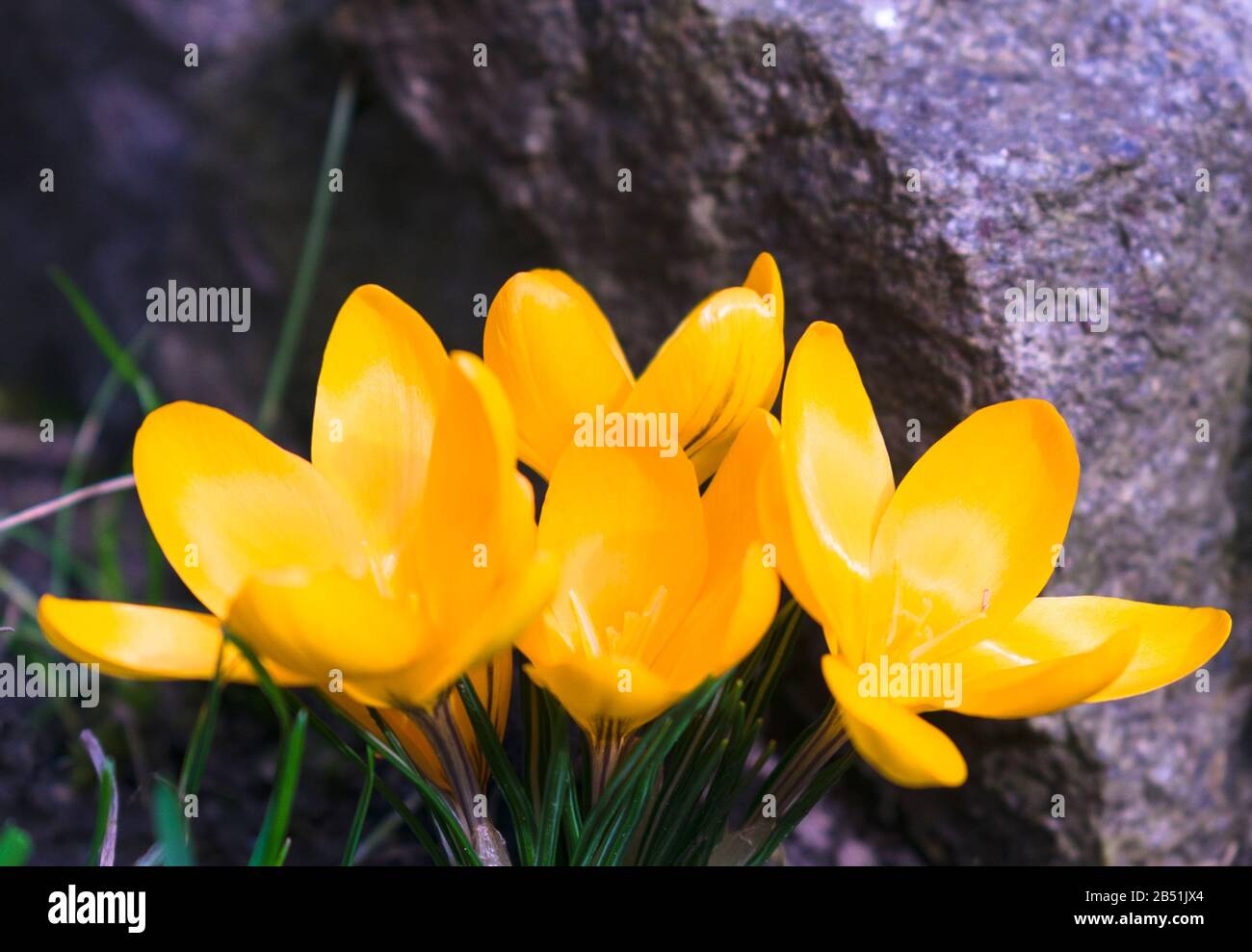 Im Garten blühen gelbe Krokusse. Nahaufnahme. Stockfoto