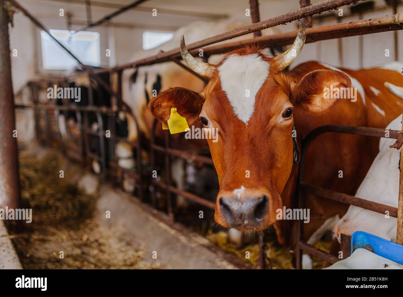 Kuh Viehhaltung Betrieb Scheune Viehhaltung Farm Stockfoto