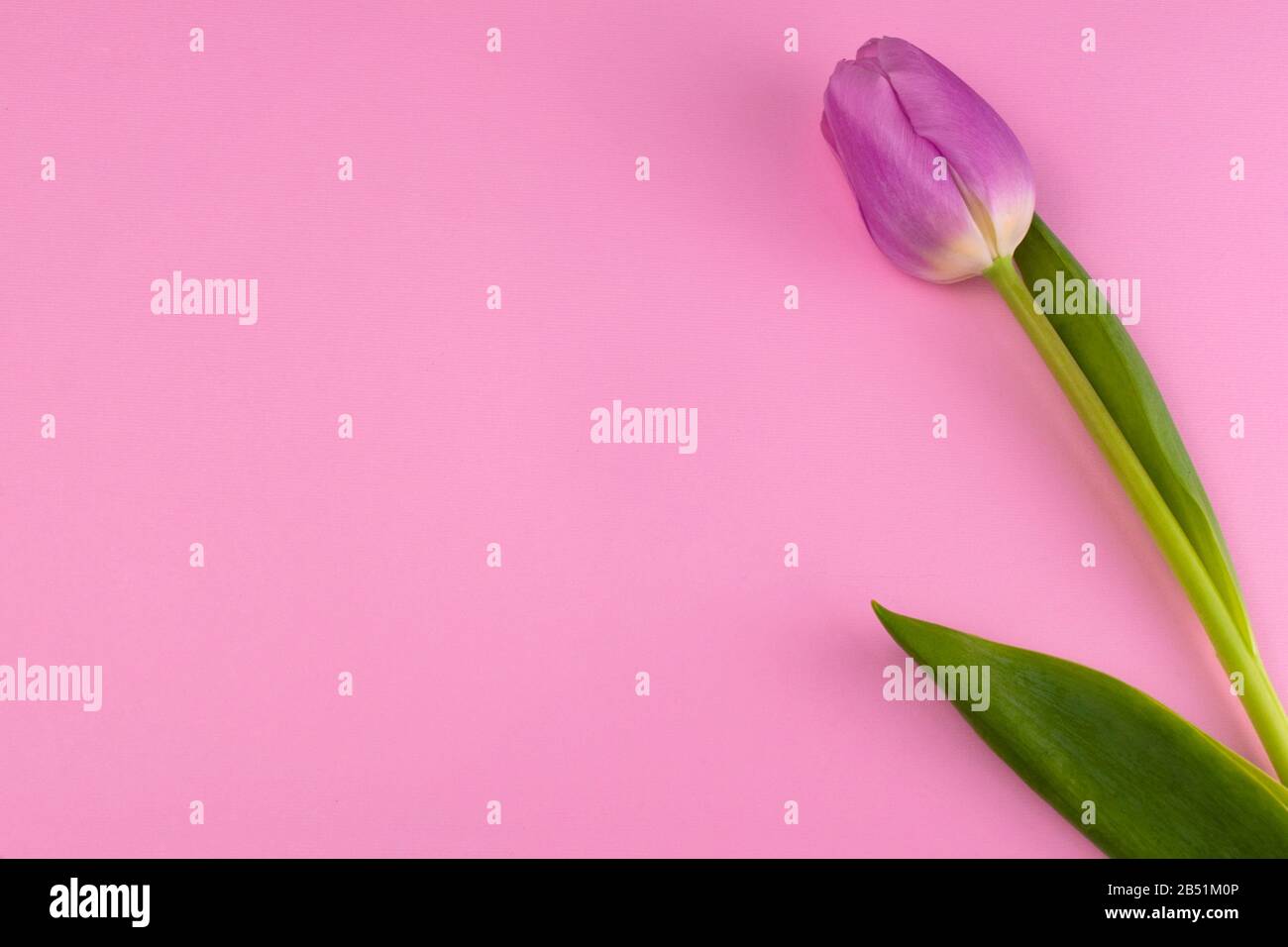 Eine rosafarbene Tulpe auf einem sanft rosafarbenen Hintergrund. Kopierbereich. Stockfoto