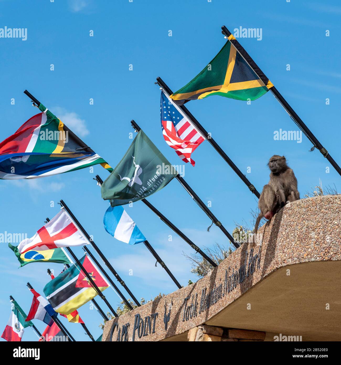 Cape Point, Westkaper, Südafrika. Dezember 2019. Ein Chacma Pavian unter den Flaggen am Cape Point im Table Mountain National Park, Südafrika. Stockfoto