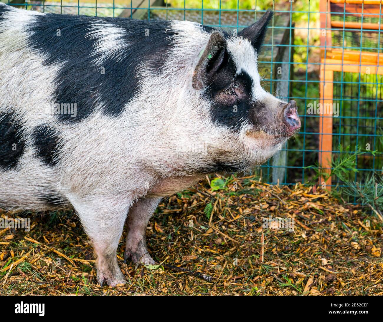 Ein geflecktes Kleinstschwein auf der Love Gorgie Farm, Edinburgh, Schottland, Großbritannien Stockfoto