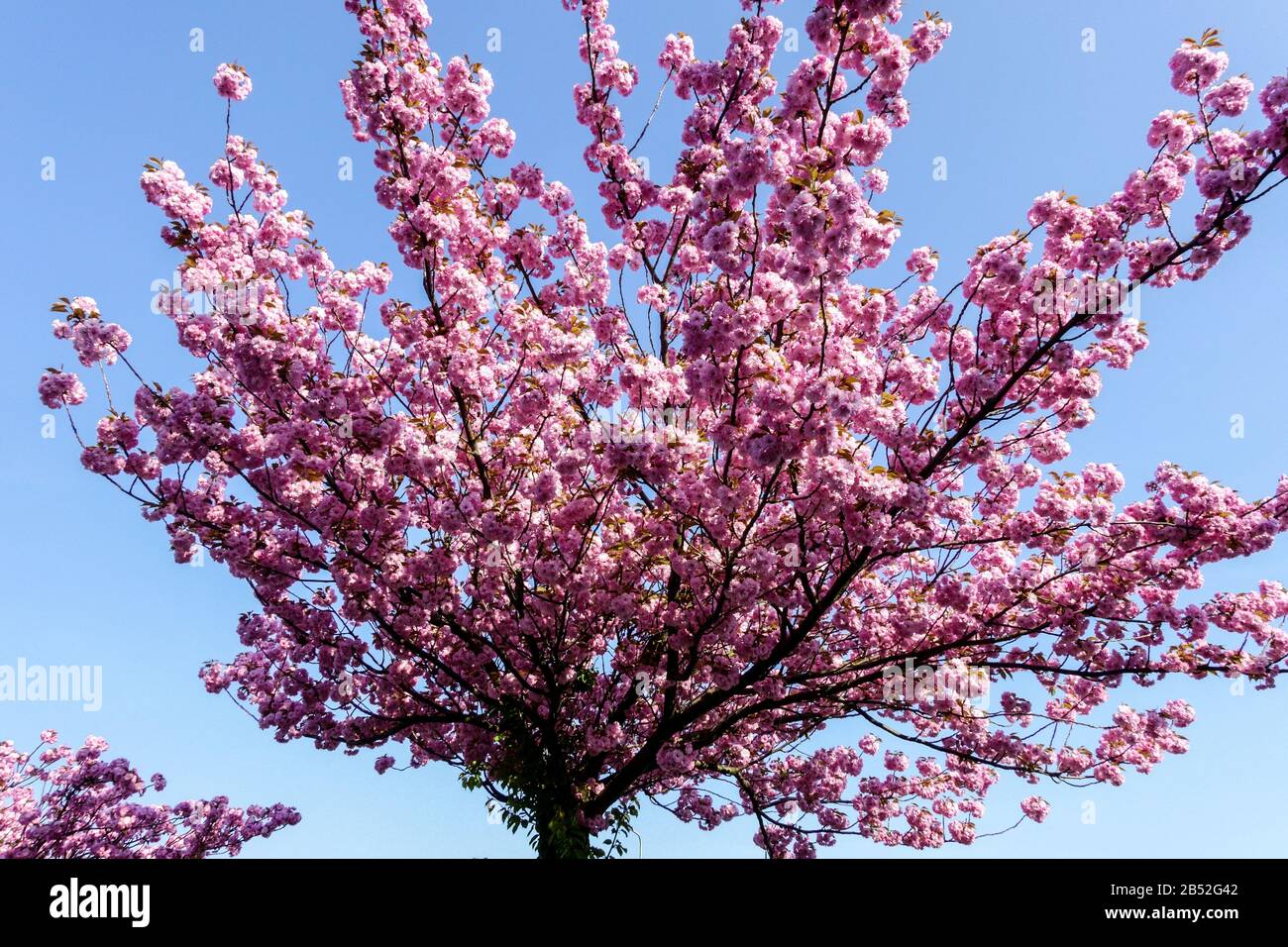 Frühlingsbaum in blühendem rosa Kirschbaum blüht gegen blauen Himmel blühender Baum Frühlingsblühender Kirschbaum Stockfoto