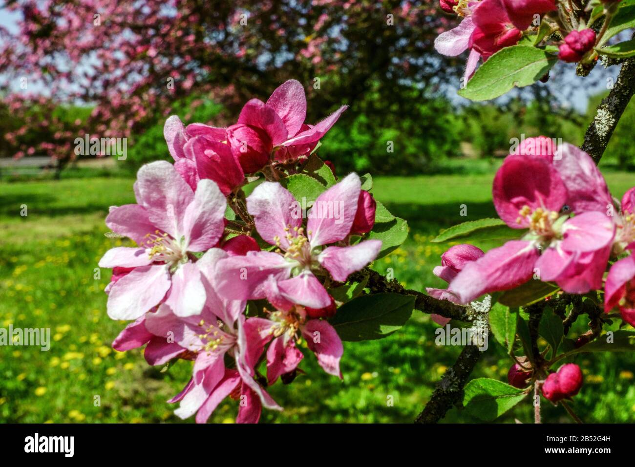 An sonnigen Tagen blühen Frühlings-Bäume, schöner Träger, Nahblüte auf apfelbaumperücke Stockfoto