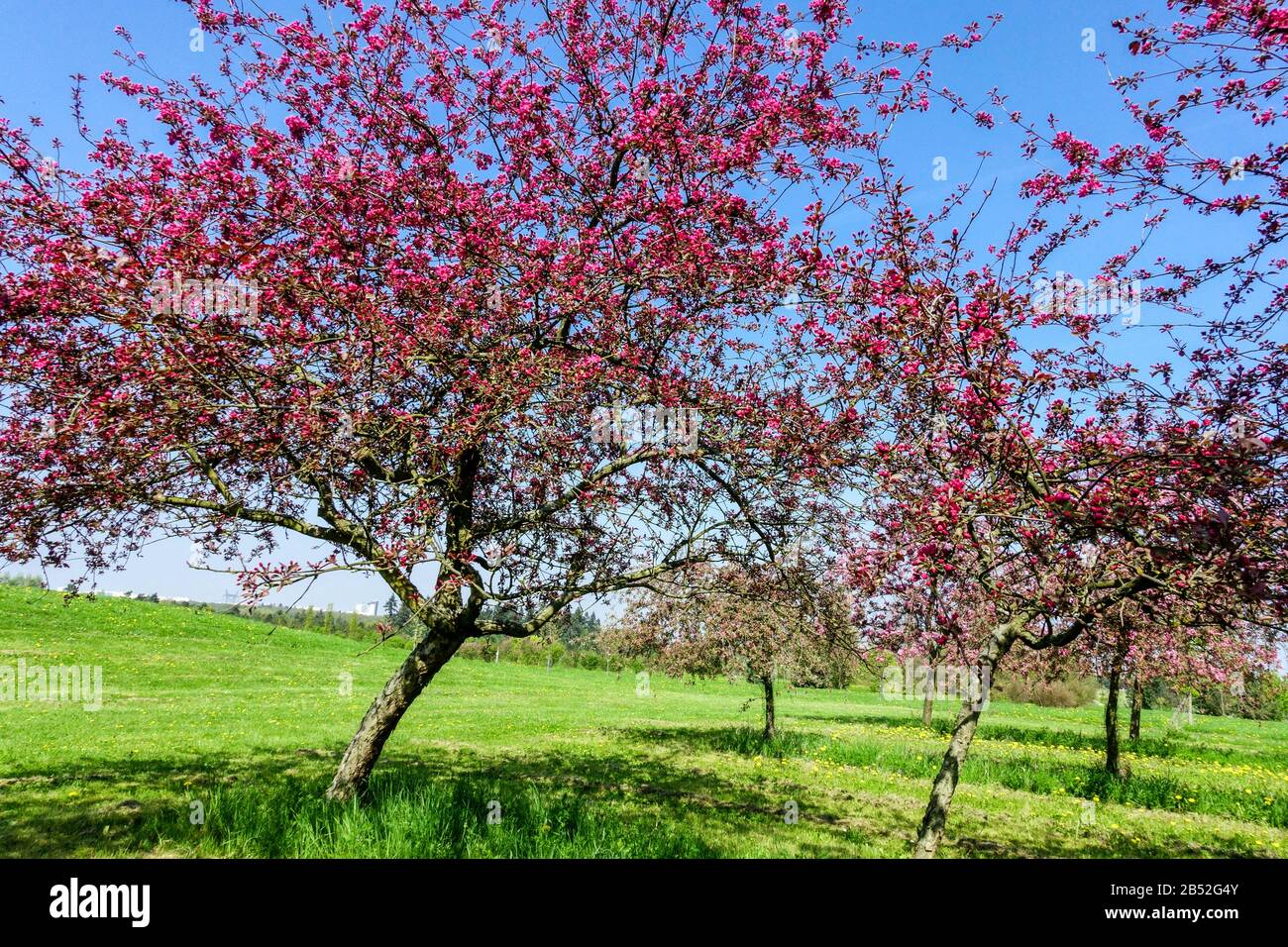 Frühlingsbäume blühen an sonnigem Tag, schönes Wetter. Rosafarbene Apfelbäume auf Obstwiesen Frühlingslandschaft Stockfoto