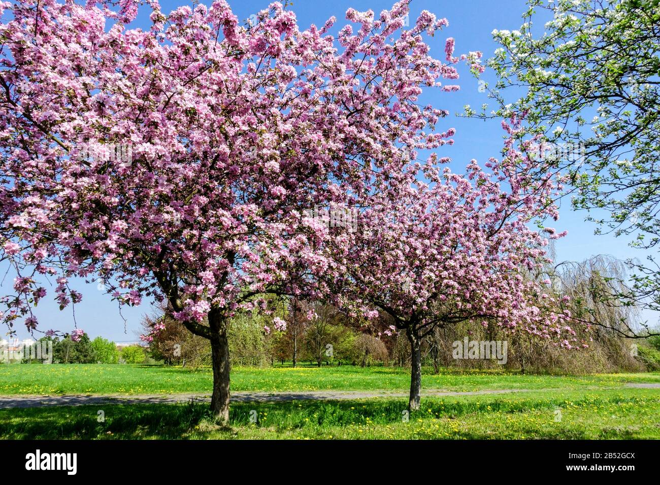 Frühlingsbäume blühen an sonnigen Tagen, schönes Wetter. Rosa Blüten Apfelbäume auf Obstgarten Wiese blühender Apfelbaum Stockfoto