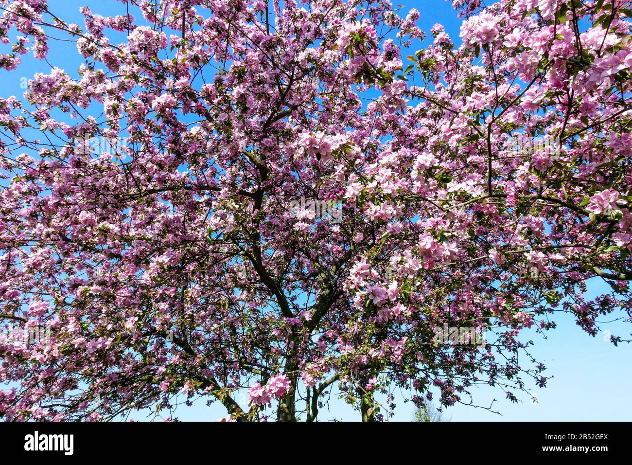Frühlingsbäume in Blüte an sonnigen Tagen, schönes Wetter Rosa Apfelbäume Blühende Blumen auf Ästen gegen den blauen Himmel Stockfoto