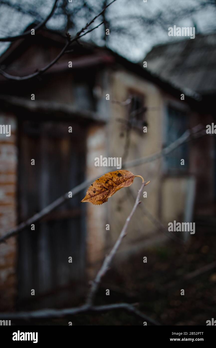 Ein gelbes getrocknetes Herbstblatt an einem Baum vor dem Hintergrund eines alten Hauses. In dunklen düsteren Tönen, Unschärfe und selektivem Fokus. Trend Stockfoto