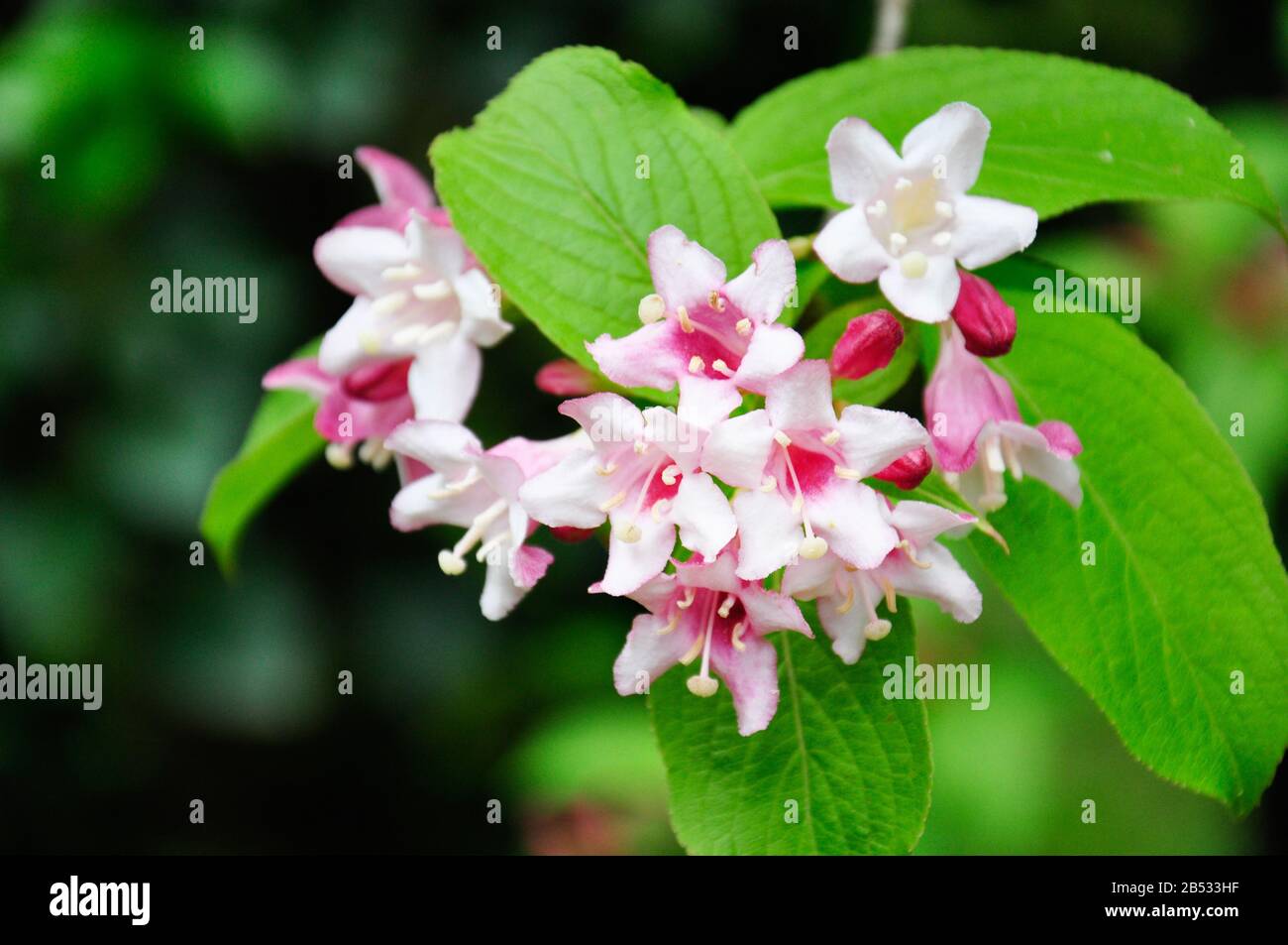 Schöne rosafarbene Blumen Weigela florida. Blumen von weigela florida. Blühender Garten im Frühlings-Garten an sonnigen Tagen. Stockfoto