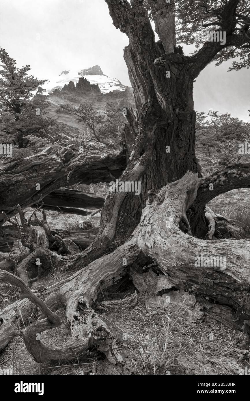 Sterbender Baum (Nothofagus) am Parque Nacional Los Glaciares, Patagonien Argentinien Stockfoto
