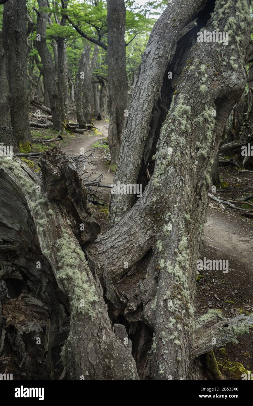 Nothofagus-Wälder scheinen einem Märchen, dem Parque Nacional Los Glaciares, Patagonien Argentina, entnommen zu sein Stockfoto