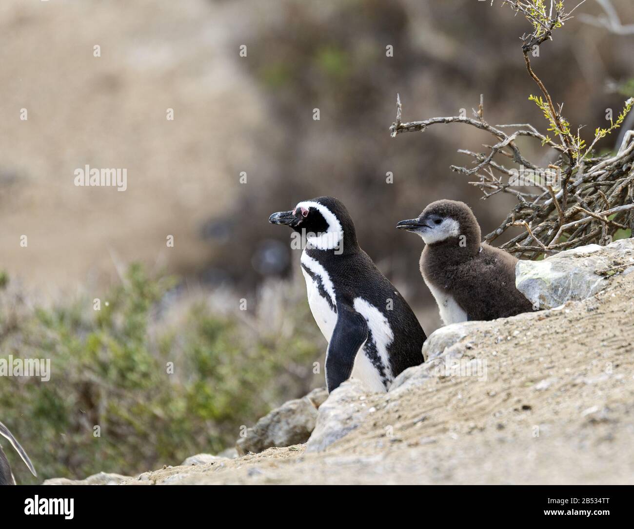 Magellanic Pinguin and its Chick, Parque Nacional Monte Leon, Patagonia Argentina Stockfoto