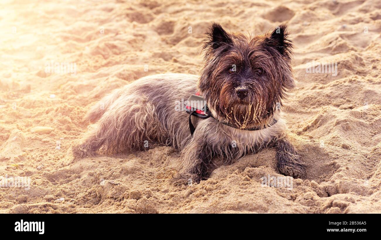 Hund liegt am Strand mit Sand an der Schnauze Stockfoto