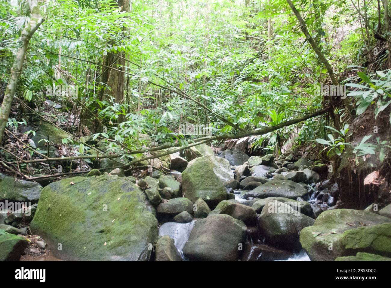 Dschungel Creek Stockfoto