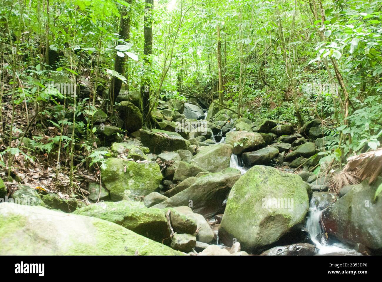 Dschungel Creek Stockfoto