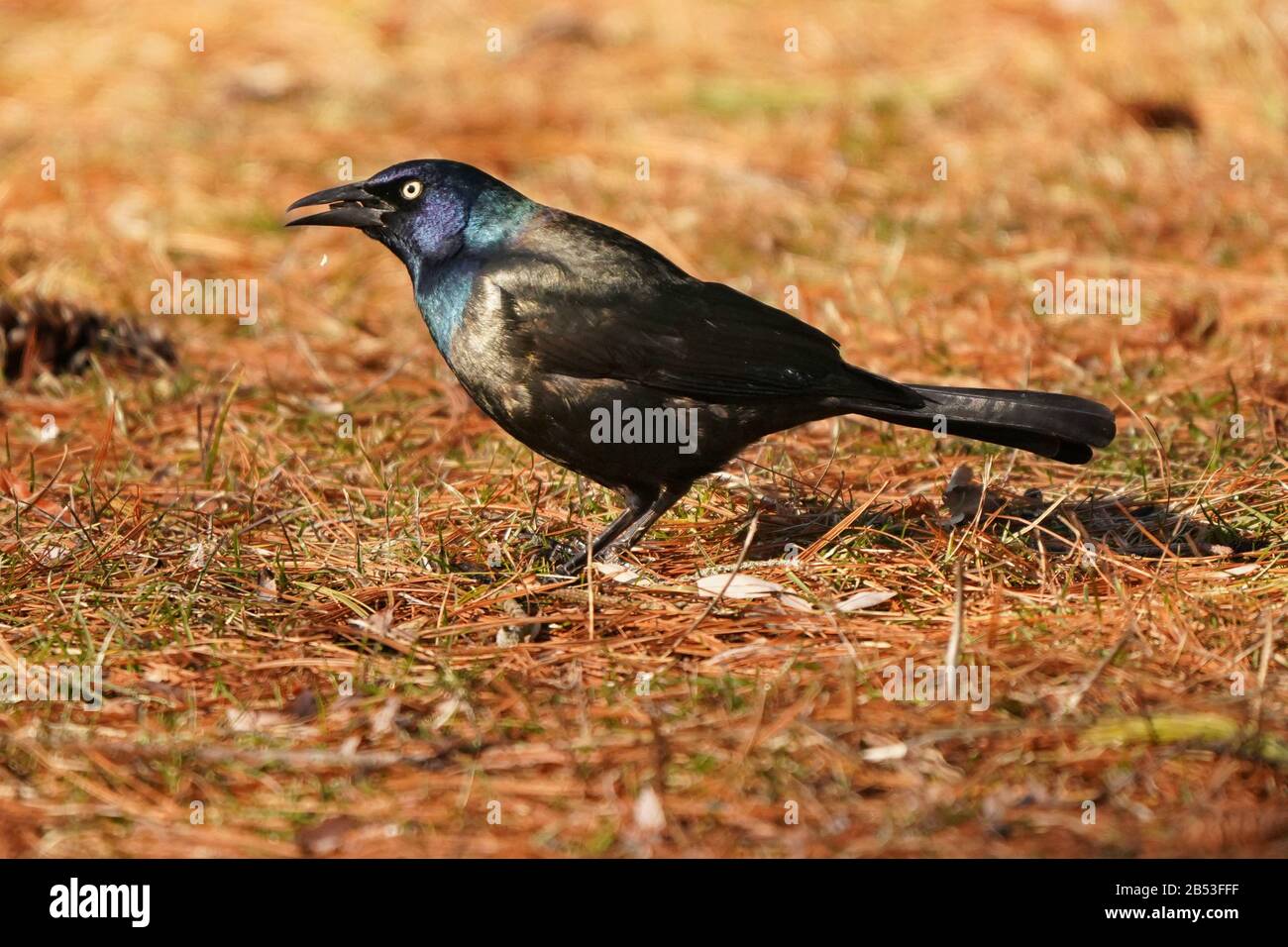 Grackle Stockfoto