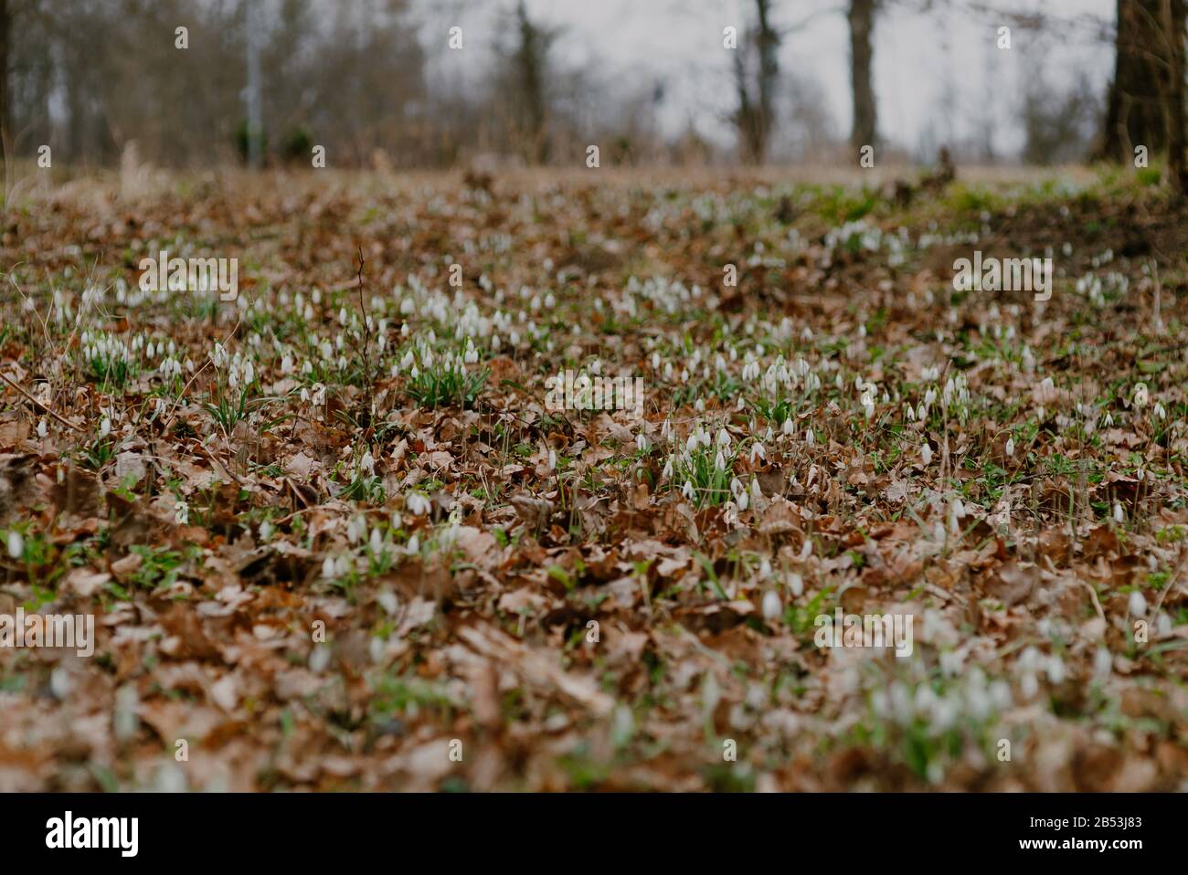 Wachsende Schneefälle im Frühling im Park Stockfoto