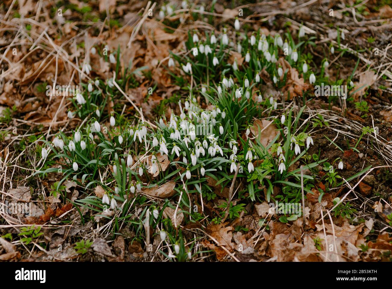 Erste Blumen im Frühling - Schneeflops Wachsen auf einer Wiese. Stockfoto