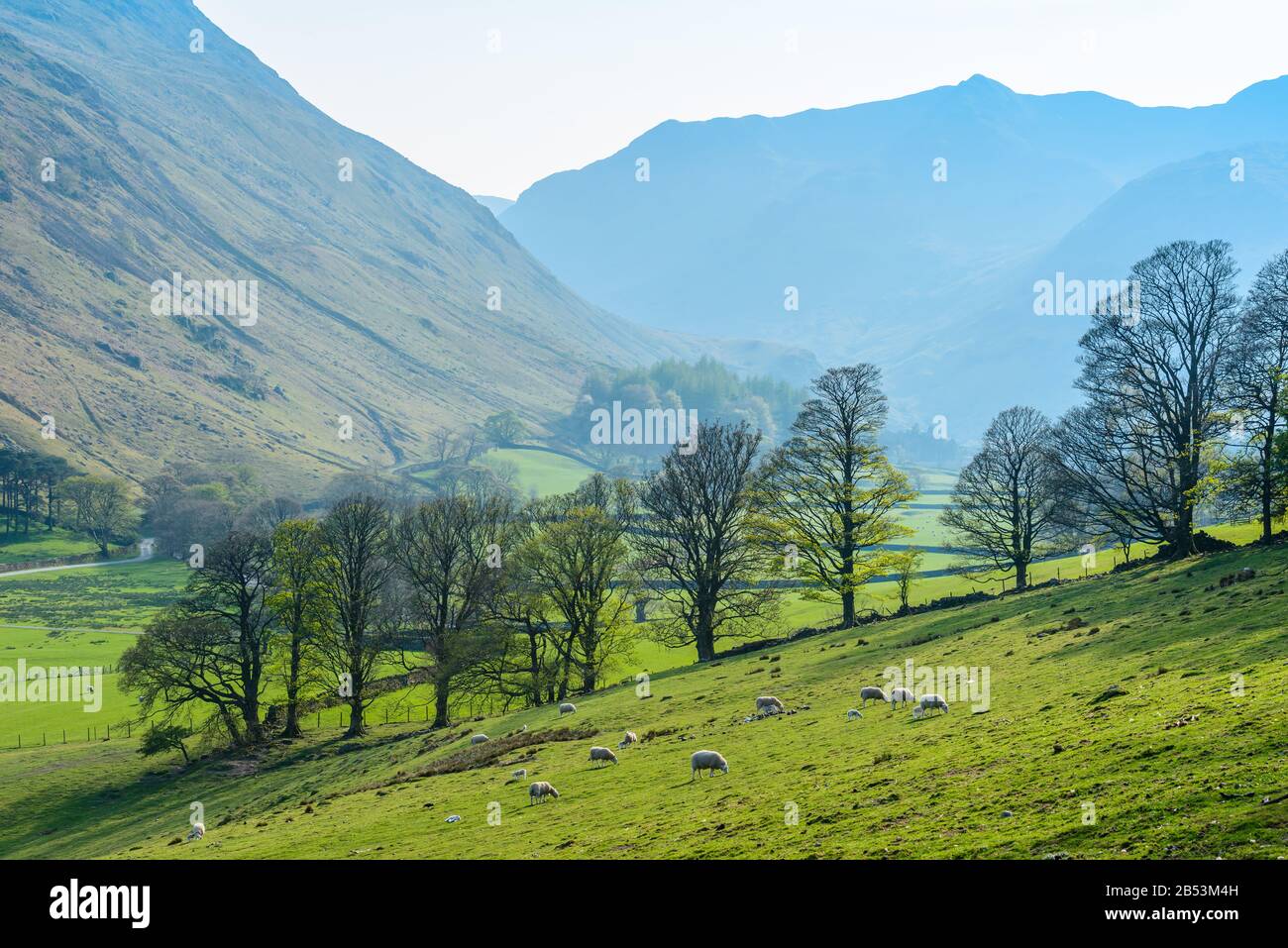 Schafe, die während der Lammzeit auf hellgrünem Gras auf den unteren hängen des Birkhouse Moors in der Nähe von Glenridding, Lake District, Cumbria, Großbritannien, im April weiden. Stockfoto