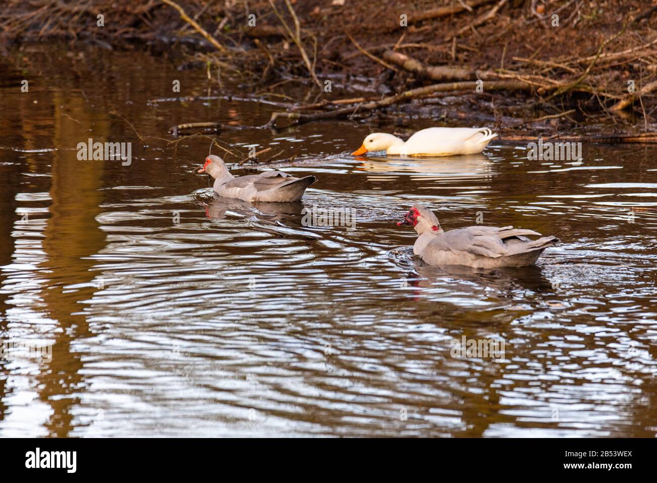 Zwei Warty Enten liegen an einem kleinen Fluss in norddeutschland Stockfoto